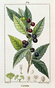 Laurier, botanische plaat, c.1810